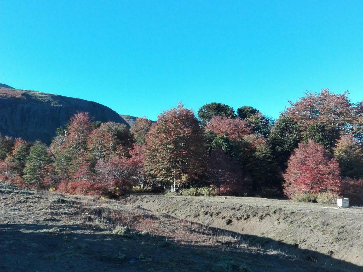 Casaverde Hostal Ecologico Malalcahuello Dış mekan fotoğraf